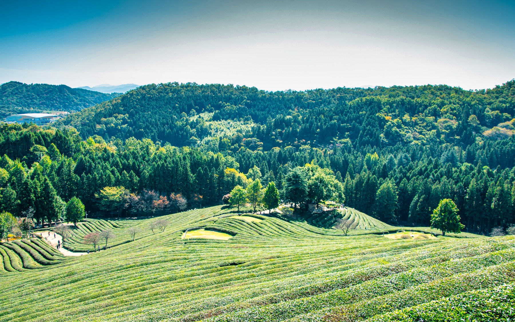 Acreage vs. Standard Lots – What Makes 1+ Acres Worth It